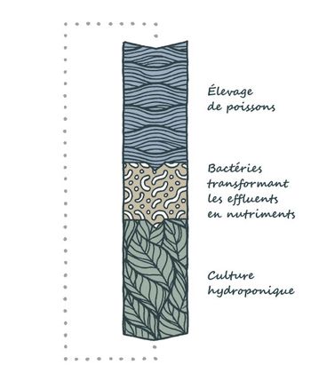 Schéma expliquant le fonctionnement de l'aquaponie