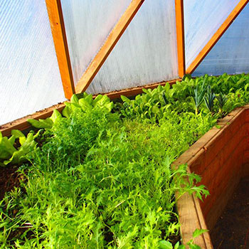 Première culture dans notre dôme strasbourgeois